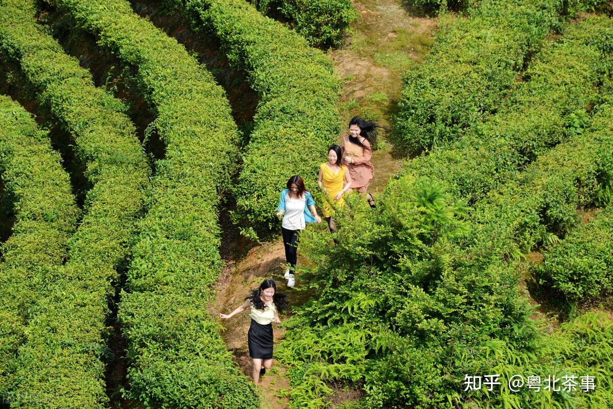 家鄉味茶味美鄉情濃粵北樂昌茶香茶美