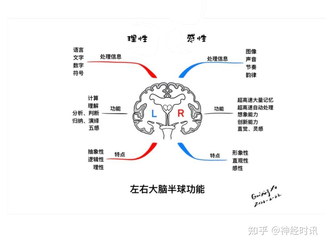 大脑外侧面的功能区额叶额叶功能额叶功能受损正常压力性脑积水顶叶