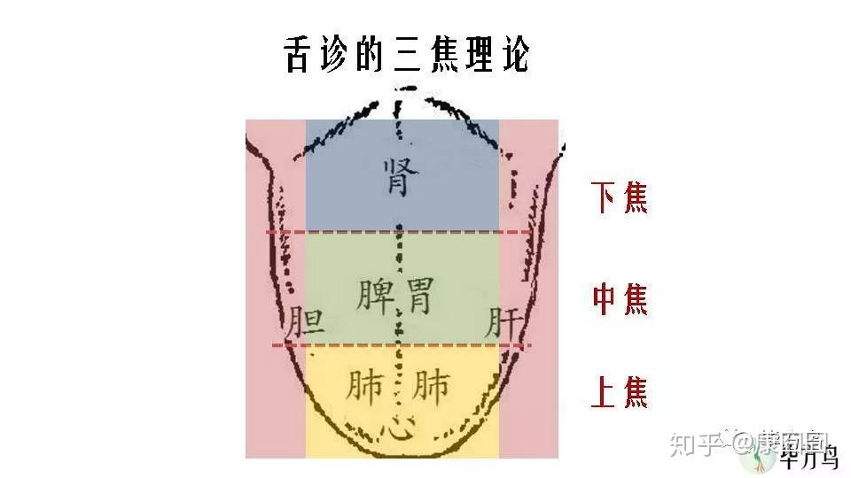 舌诊:舌头各部位的诊断诀窍(1)| 康囧囧 - 知乎