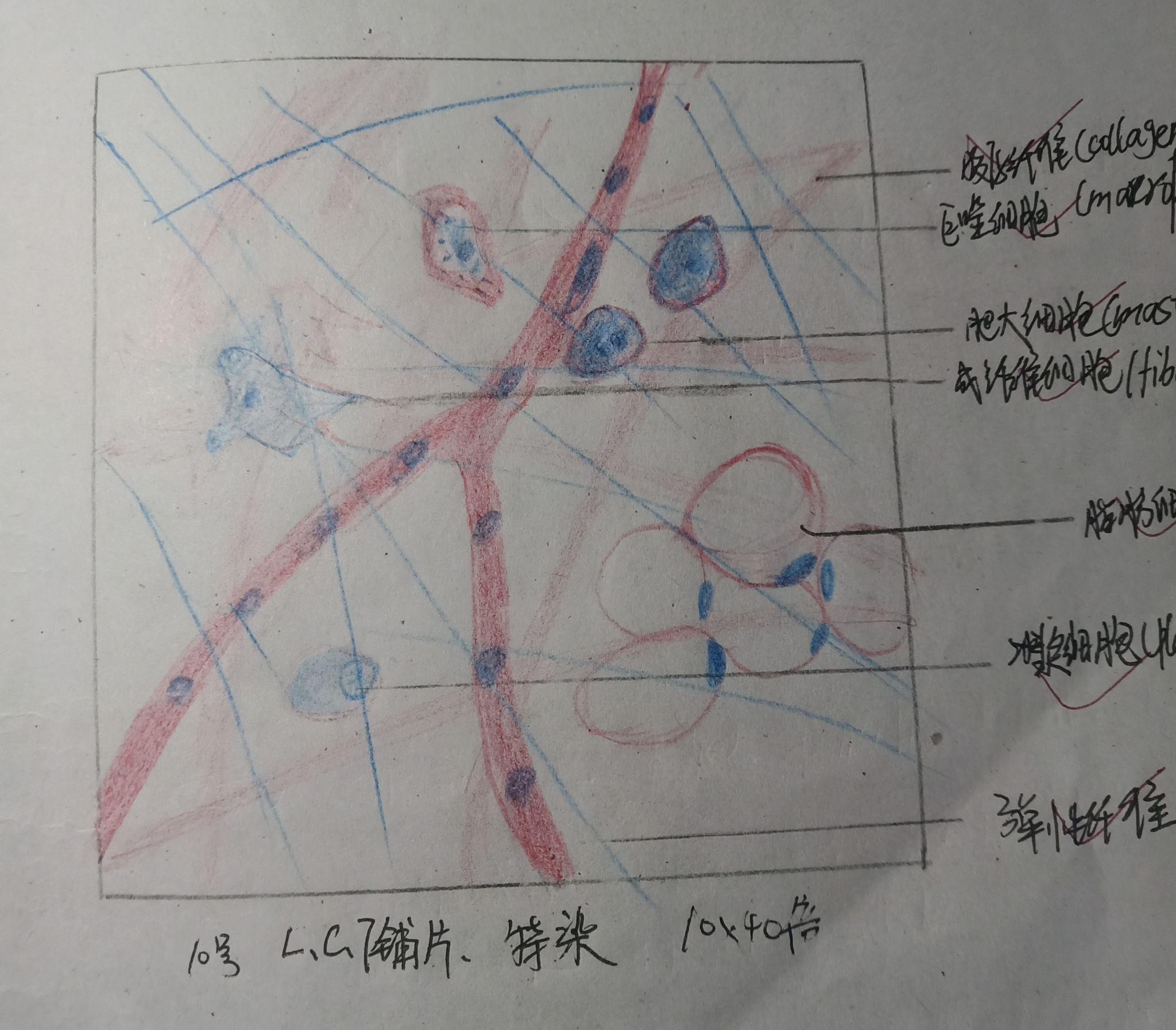 运动终板切片图片