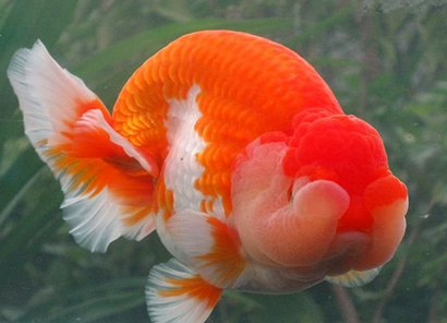 科普 我的脑袋可不是面团捏的 兰寿 知乎