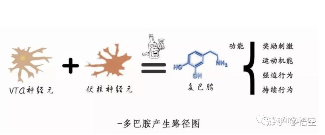 想要快乐陪伴左右吗?多种提高多巴胺的方法送给你 - 知乎