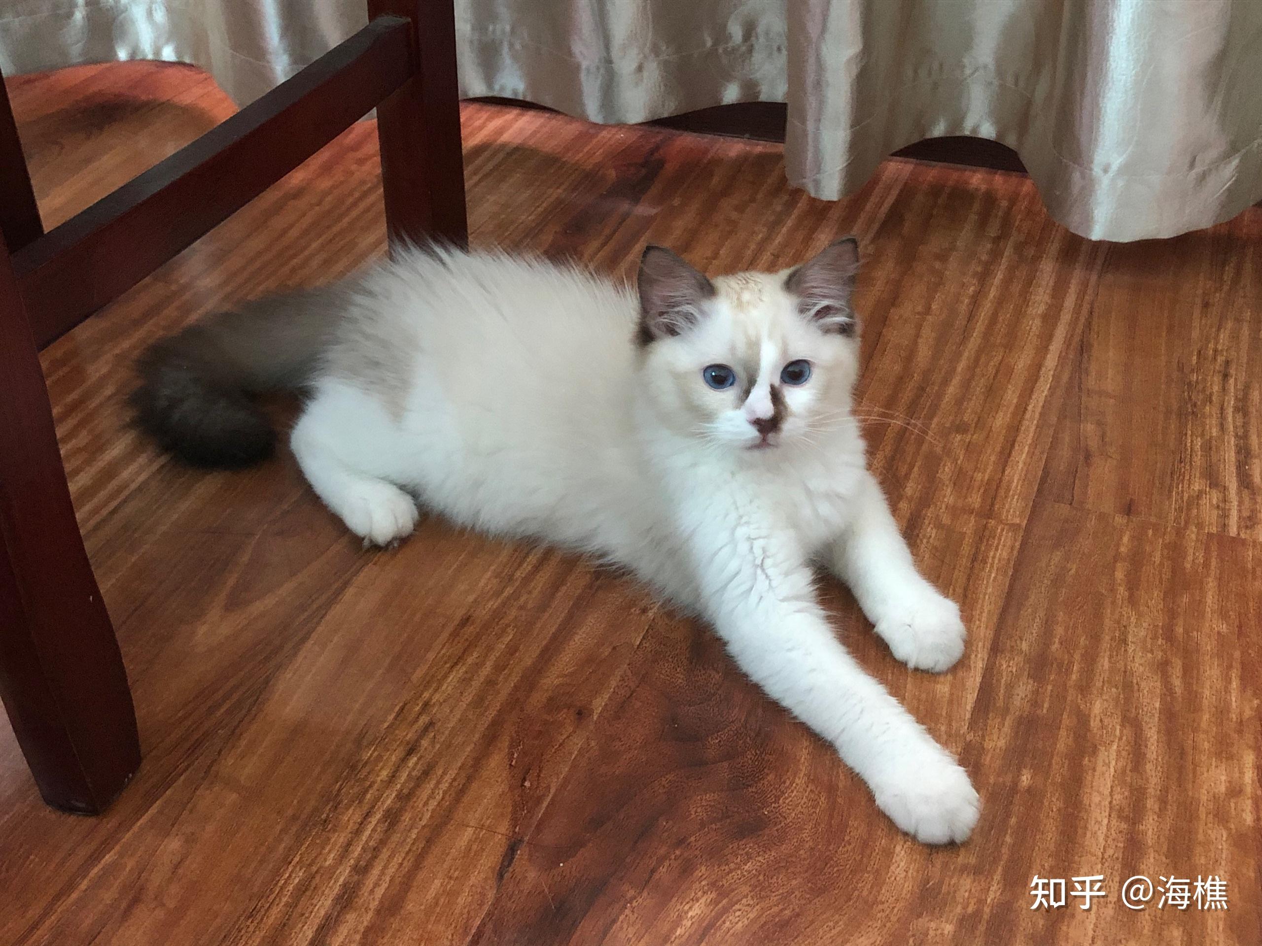 小时候面具不明显颜色浅的布偶成年到底什么样?