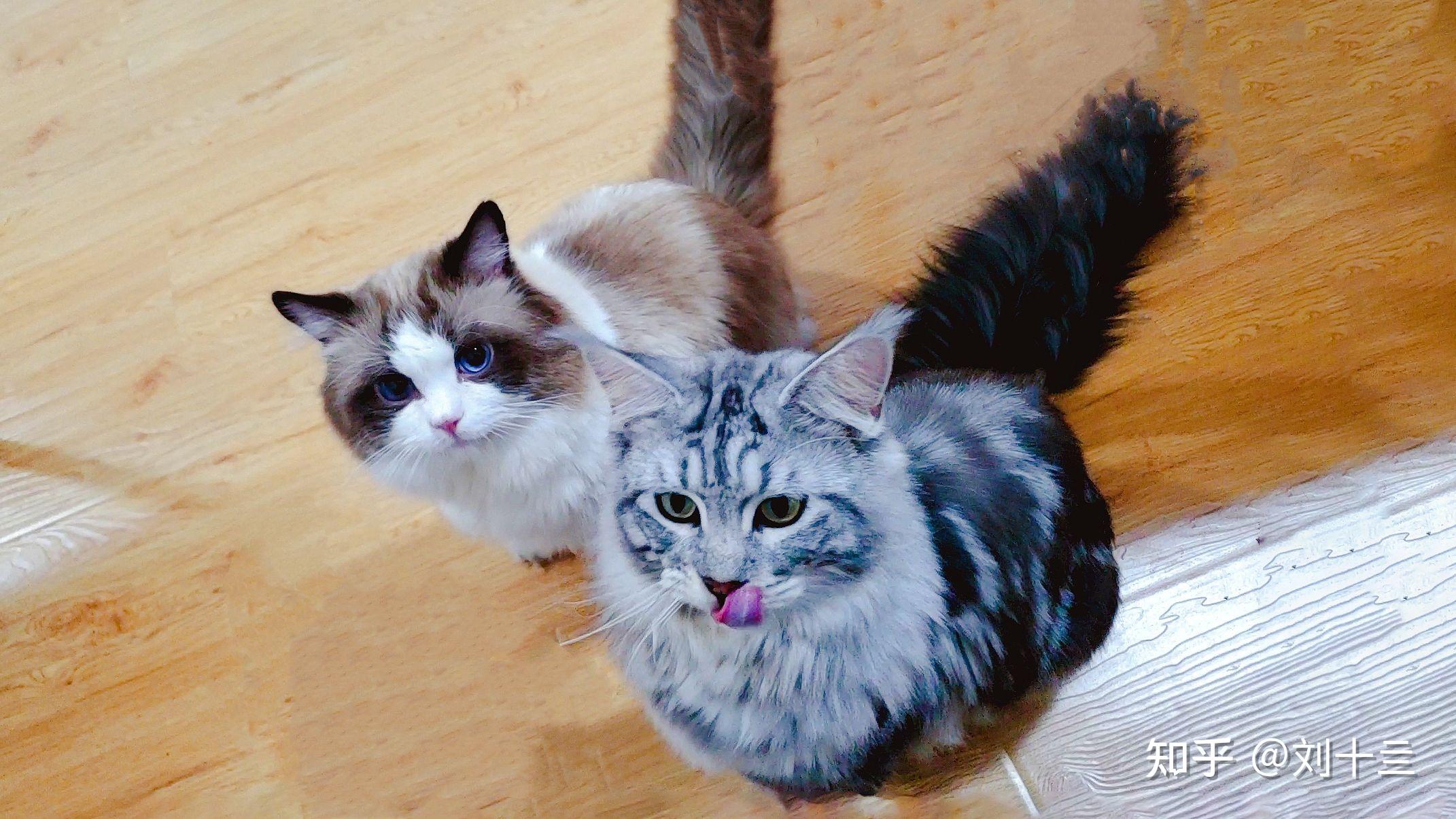 缅因猫和布偶猫哪个可爱?