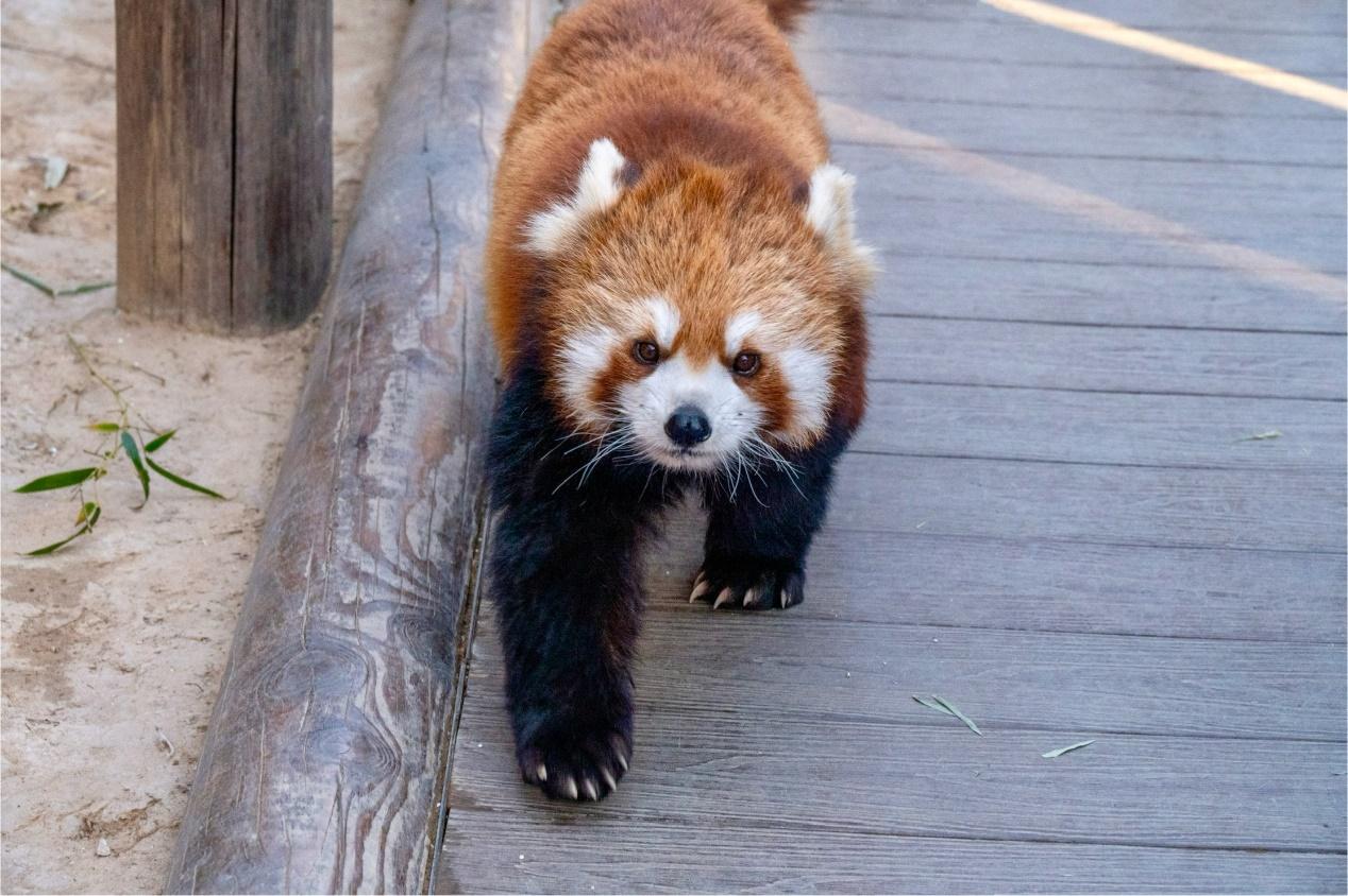 中华小熊猫和喜玛拉雅小熊猫 物种科普 知乎 