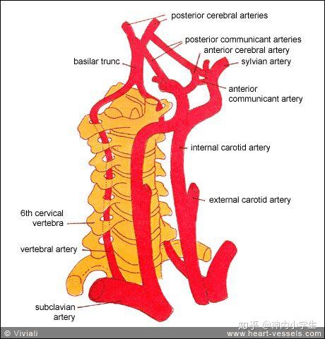 总结脑的动脉系统可以分为颈内动脉系统(图示红圈)和椎-基底动脉系统