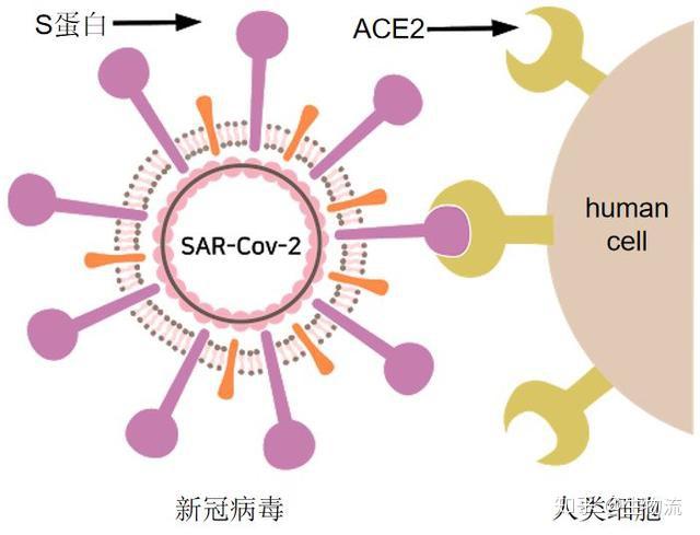 新冠病毒攻击人体细胞,步步为营,阴险狡诈。细胞:我太难了 - 知乎