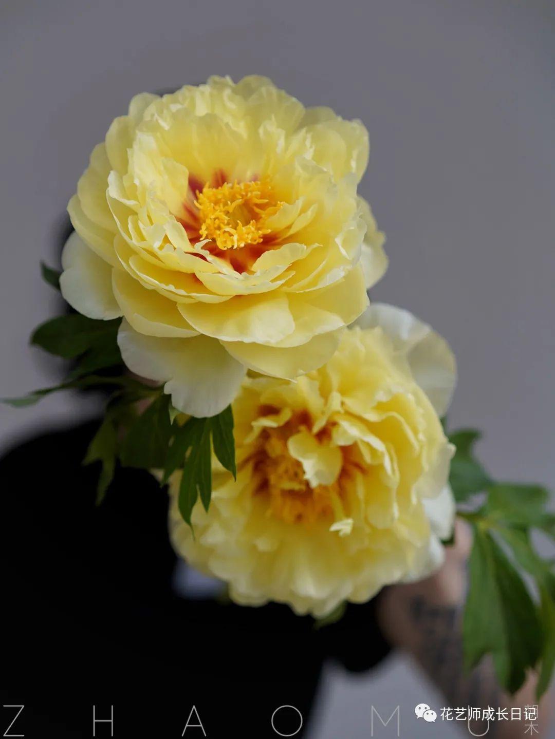 4 | 巴茨拉芍药,阳光洒下的光芒!