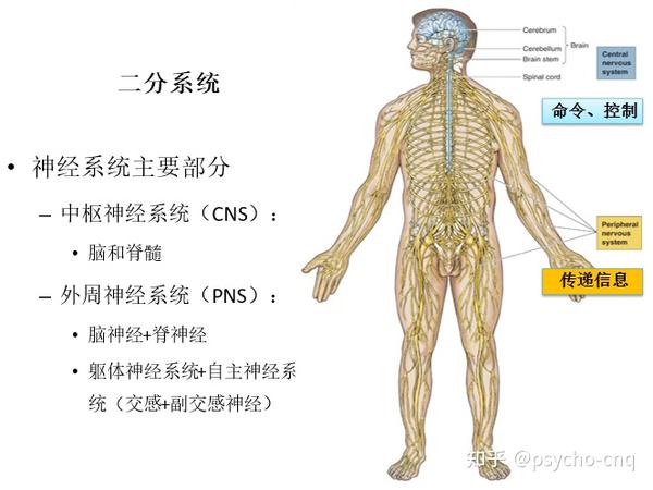 神经系统结构 - 知乎