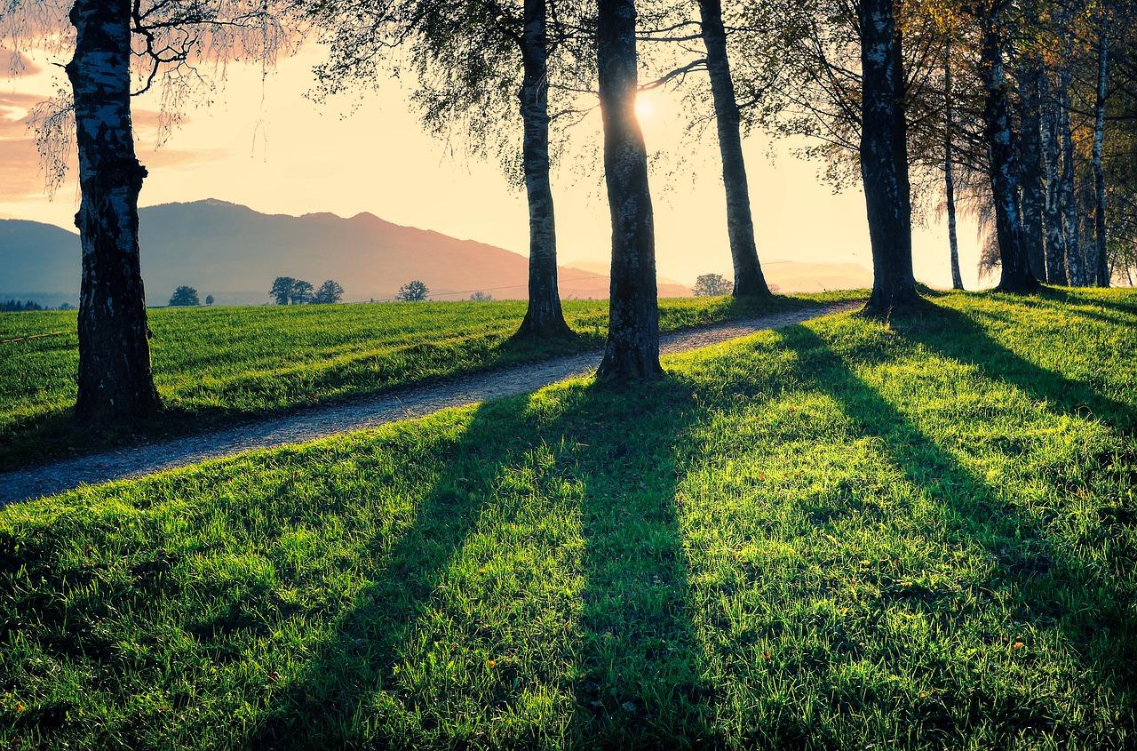 全球有多少种类树木