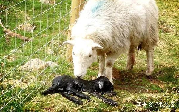 从怀孕1个月到临产如何喂母羊确保母健羔壮