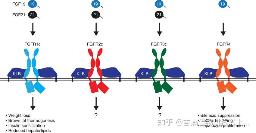 FGF21：下一个代谢药物的“超级赛道”？ - 知乎