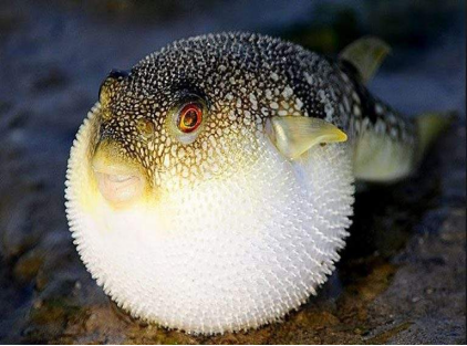 【译文】河豚此时也要逆流而上,从海里游回江中了.