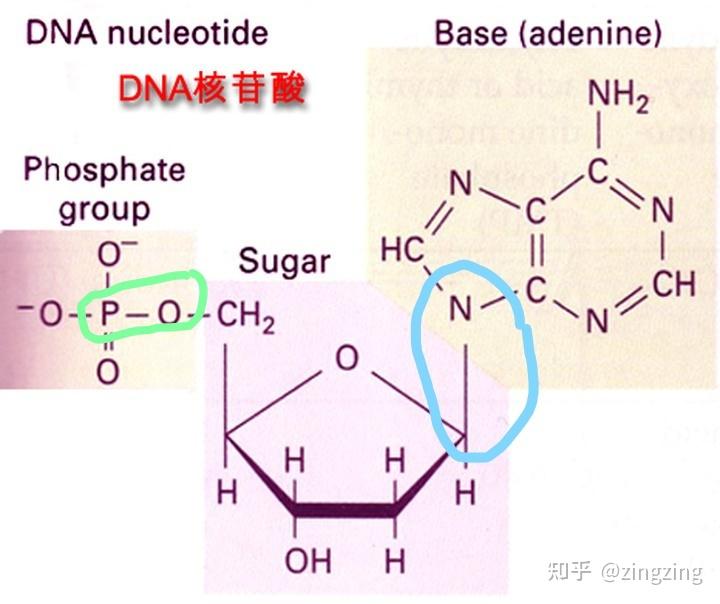 核酸分子中的糖苷键是指什么样的键? - 知乎