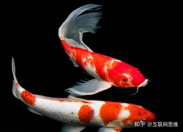 11月第一天,见好运锦鲤鱼,福气满满,财运连连! - 知乎