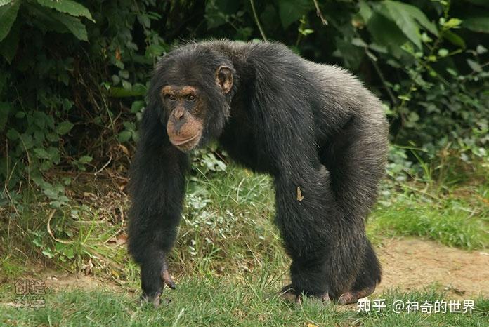 为了接近人类似直立,森林古猿其结构功能相似的四肢是否存在下肢退化