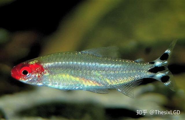 【草缸从零开始】水草生态造景缸中常用的观赏鱼虾螺