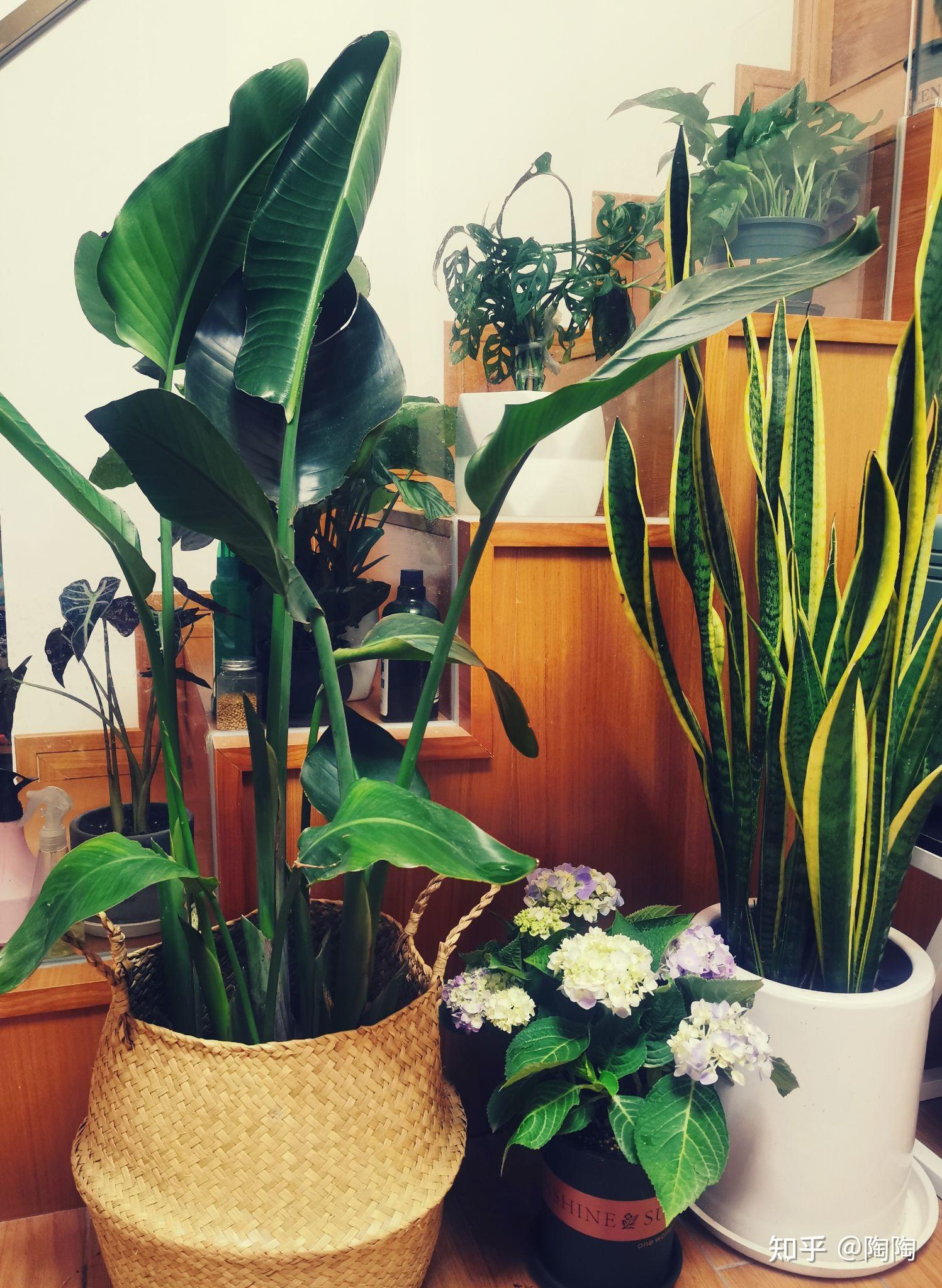 适合室内种植的绿色高大一点的绿色植物