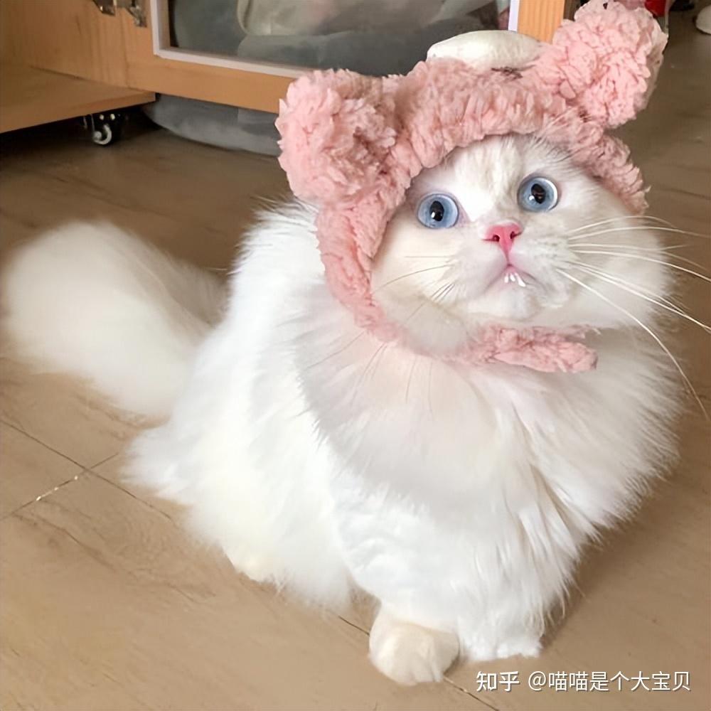 关于猫的“性”知识,不要“害羞”,对猫咪有益! - 知乎