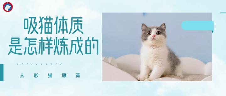 吸猫体质是怎样炼成的?5个秘诀,让猫咪更爱你 - 知乎