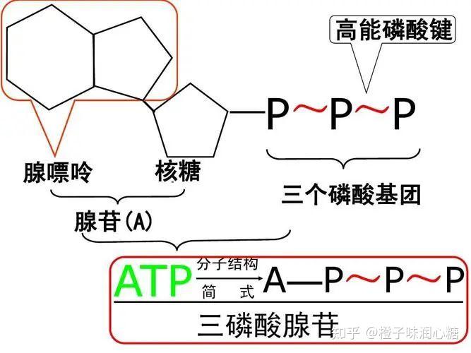 atp水解断的是哪个键?