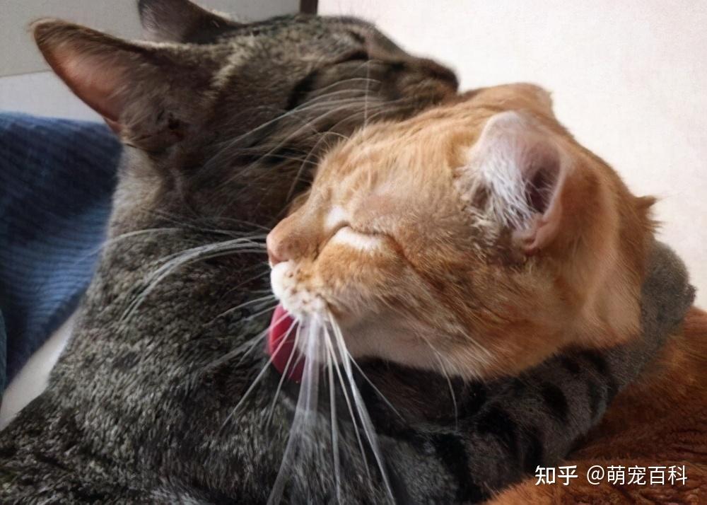 养猫须知:关于猫咪“发情”的那些事! - 知乎