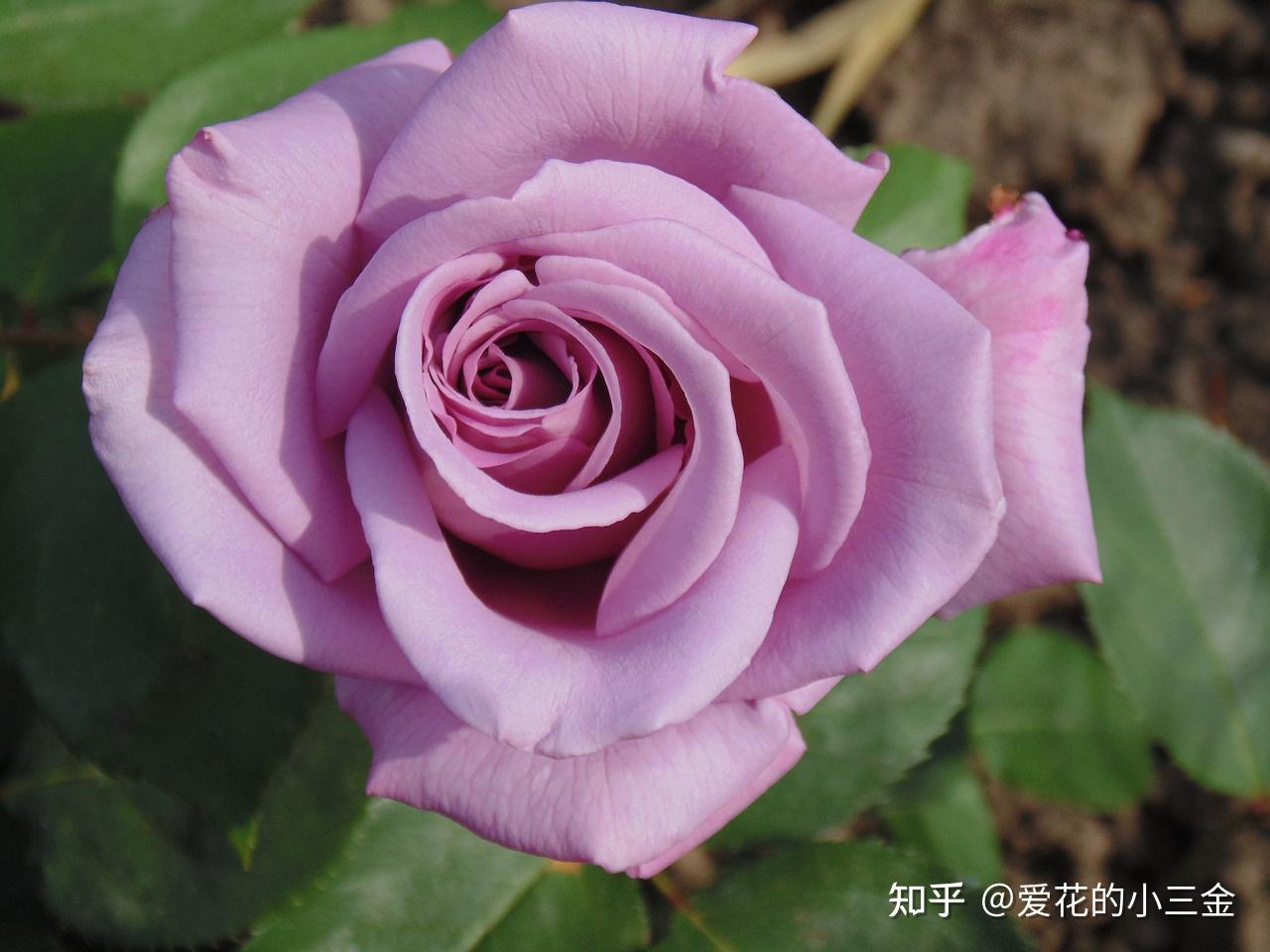 它是朦胧的唯美,是咽在喉间的情愫,盛开时也是烟波缭绕的样子.