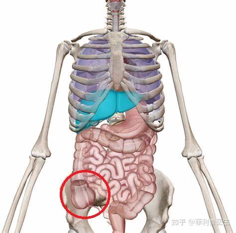 回肠位置图片