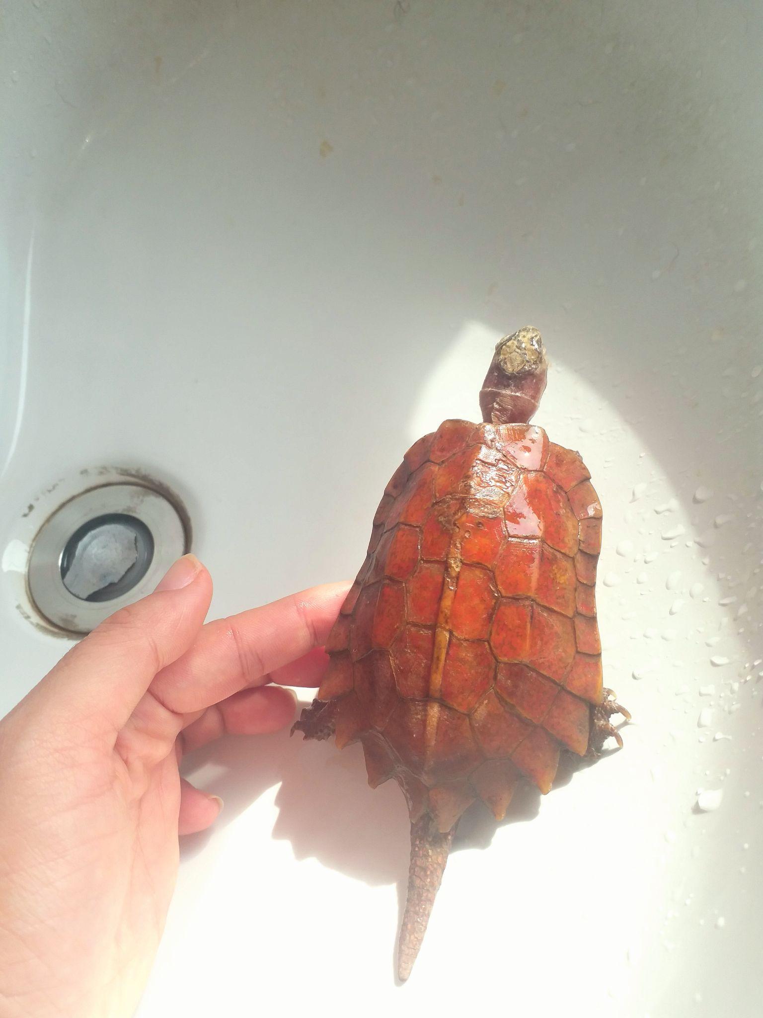 如何养好"暴毙王"枫叶龟? - 知乎