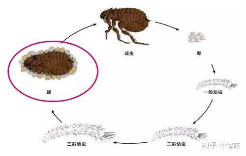 床上除跳蚤的好方法?