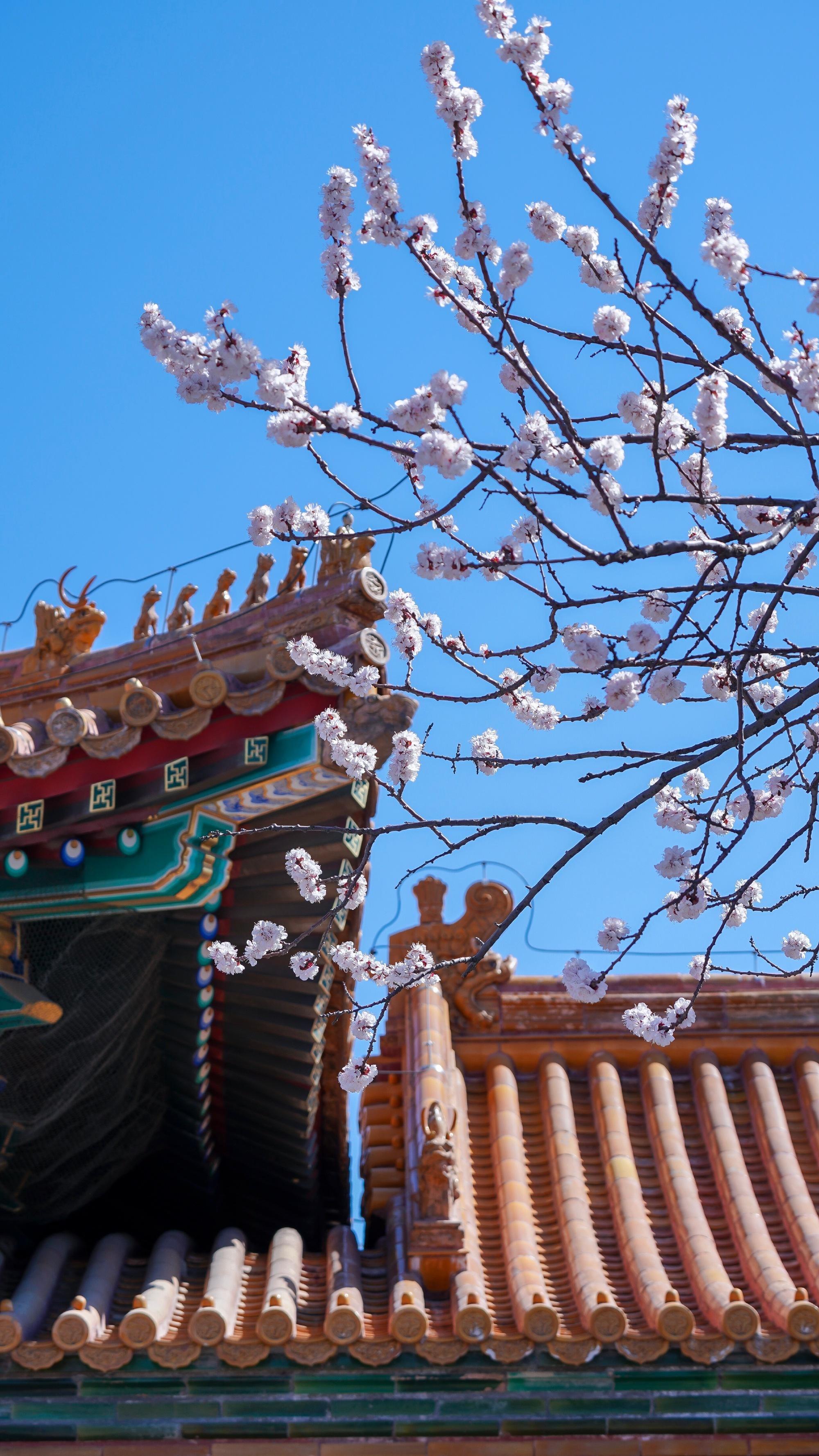 北京故宫的春天有多美? - 知乎