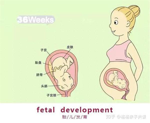 9个月胎儿是以什么样的姿势呆在肚子里的?怀孕9个月要注意什么