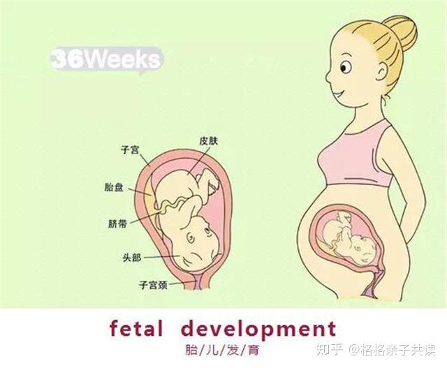 育儿说：孕晚期，怎么感觉胎动是一跳一跳的？ 知乎