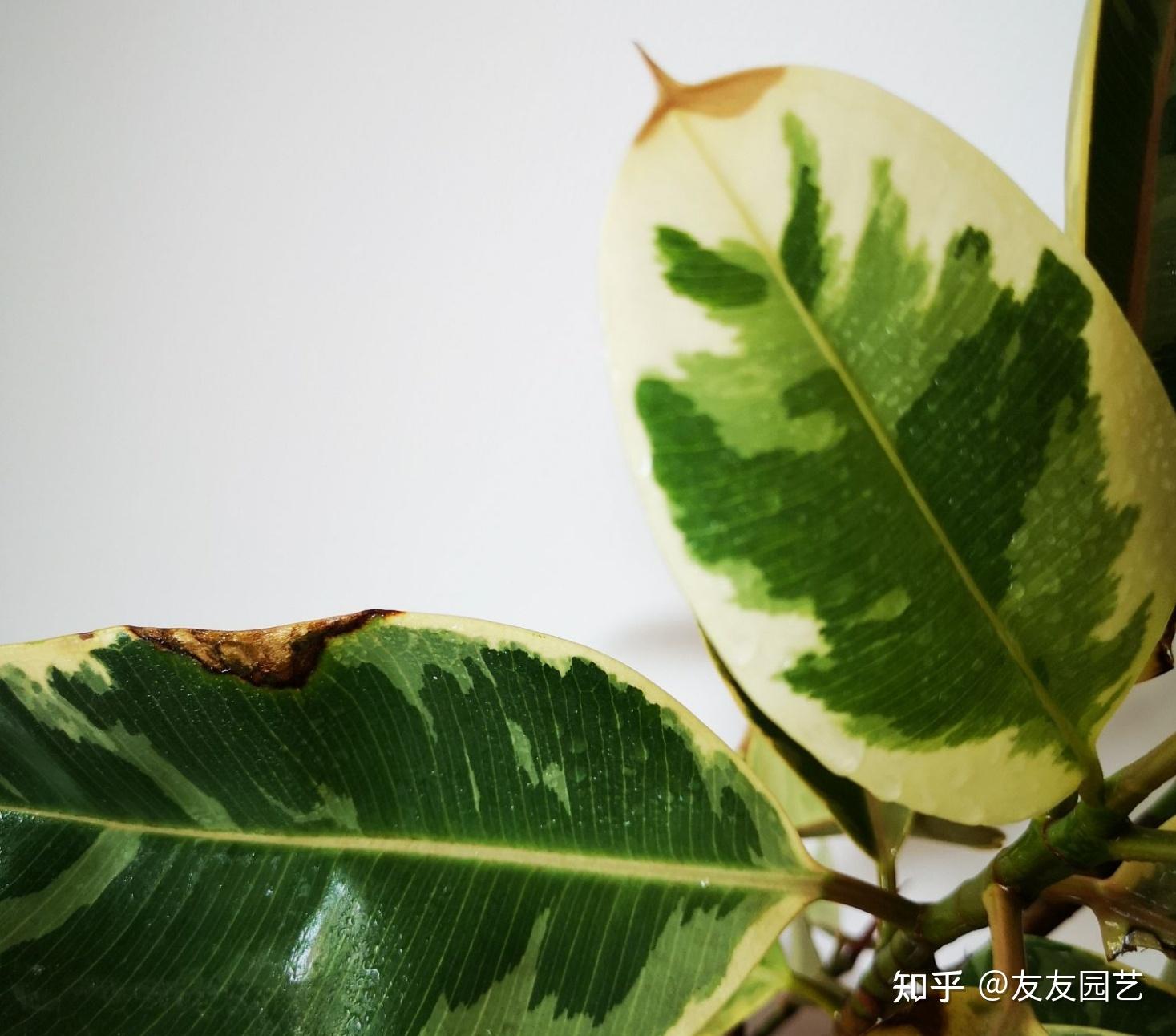 求助:花叶橡皮树叶子有黑斑(如图),并经常扩大,是什么原因?