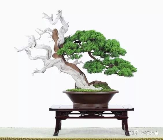 鬼斧神工赏盆景之十四 枯干式盆景 知乎