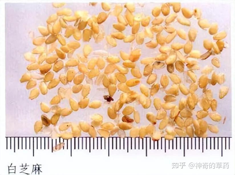 带你辨别中药材柏子仁 - 知乎