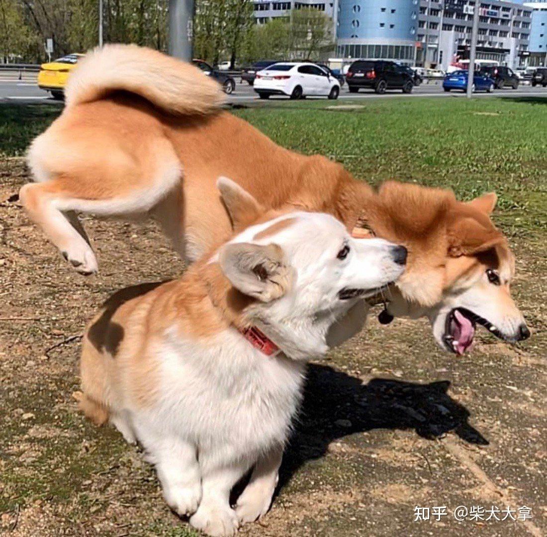 柴犬不是日本土狗嗎為啥那麼多人喜歡