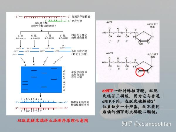基因组测序原理及发展历程 - 知乎