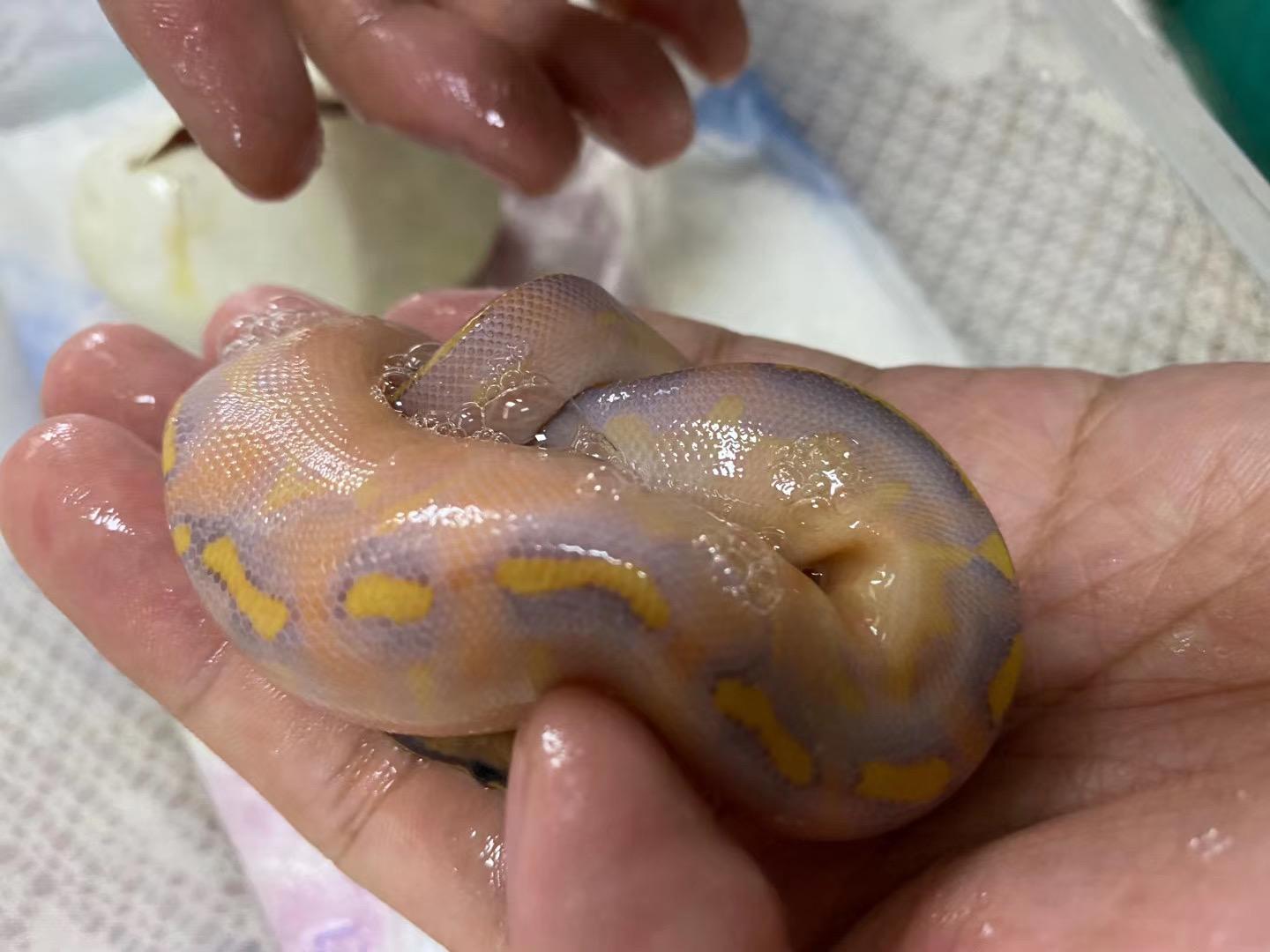 有哪些蛇是胖嘟嘟的