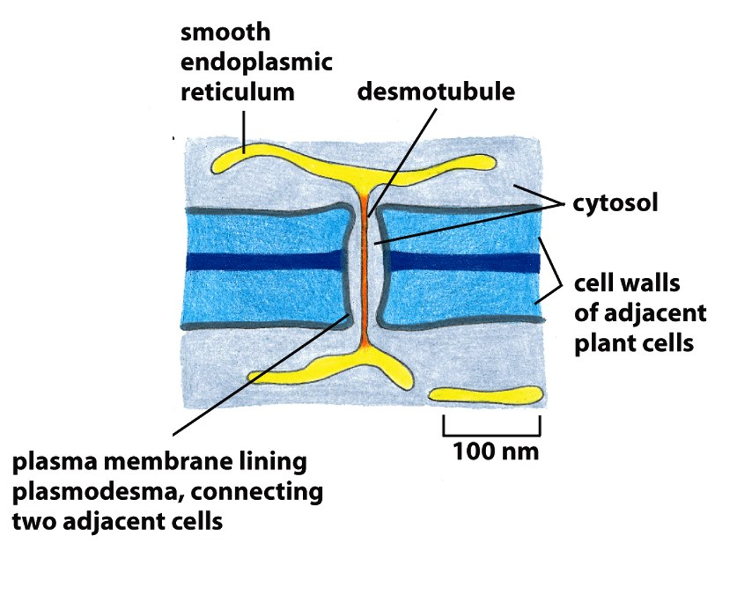 请问胞间连丝化学本质是什么