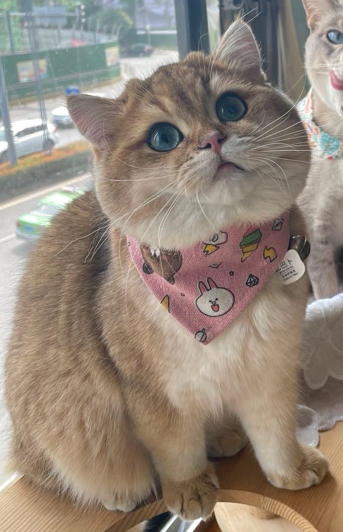 金渐层弟弟求偶