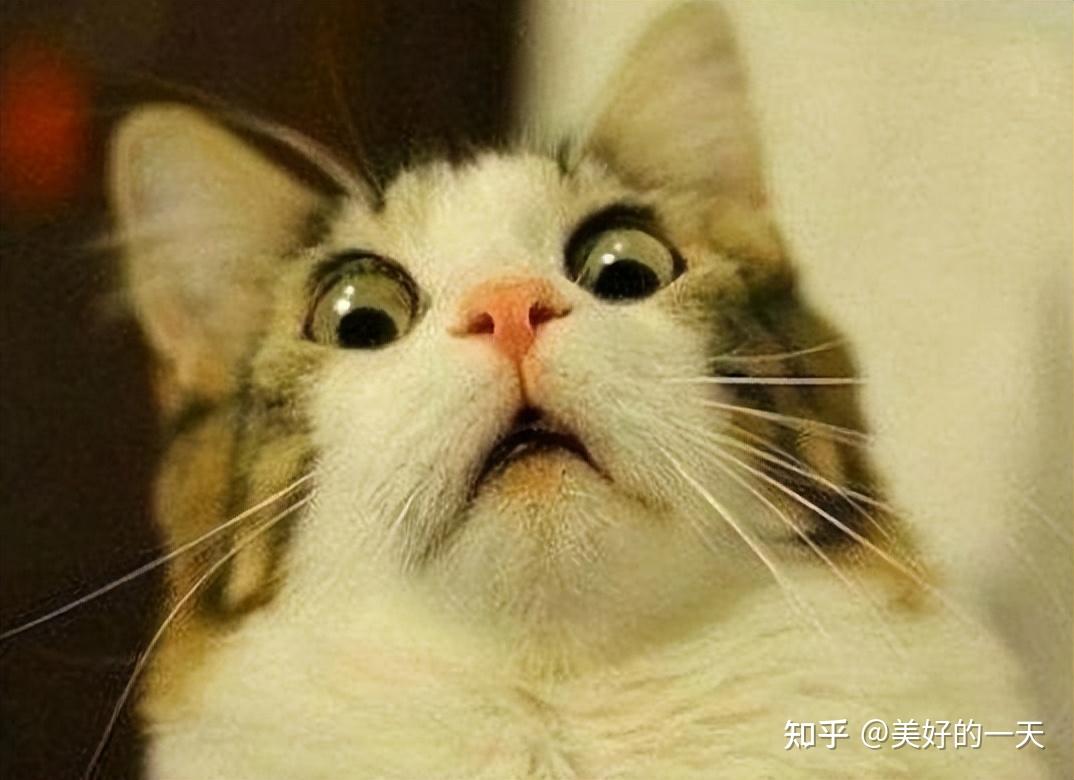 震惊，猫咪居然怕黄瓜，背后真相你知道吗- 知乎