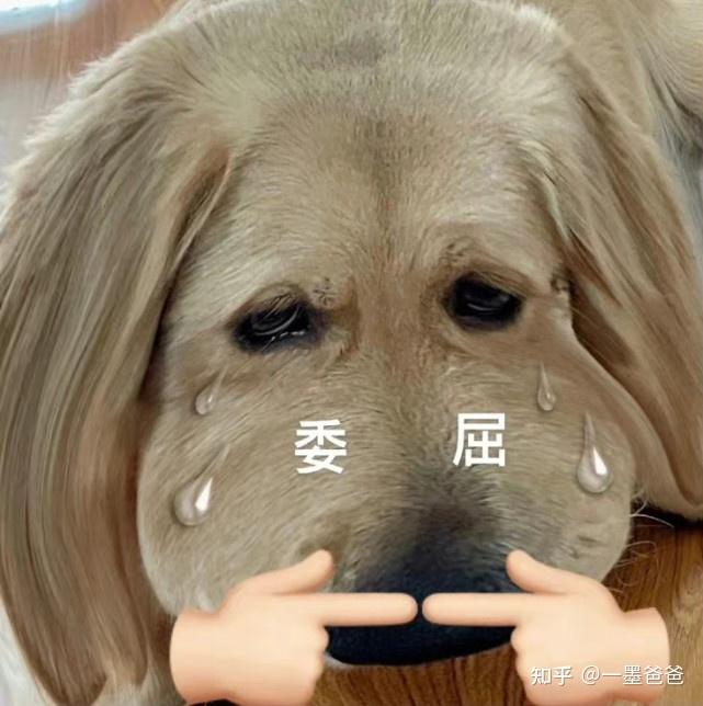 大家有没有一张贴着门框很委屈的金毛表情包急用谢谢