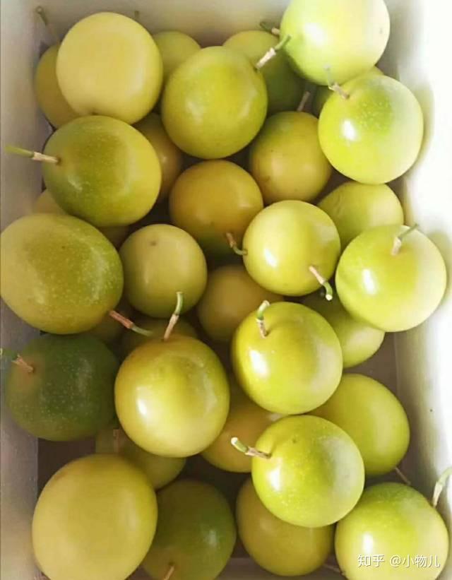 黄皮是哪里的水果 v2-792e08575dcb51ebc00ce4ae0f270518_r.jpg