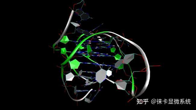 荧光寿命成像助力攻克癌症热点靶标——四链DNA结构 - 知乎