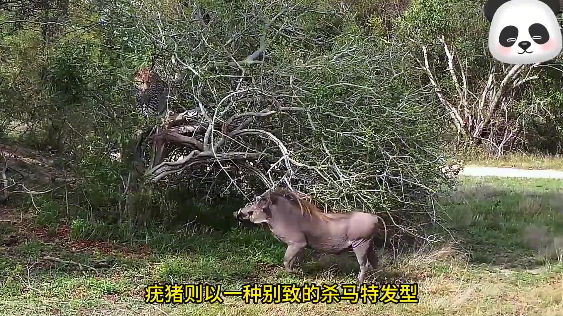 疣猪花豹图片