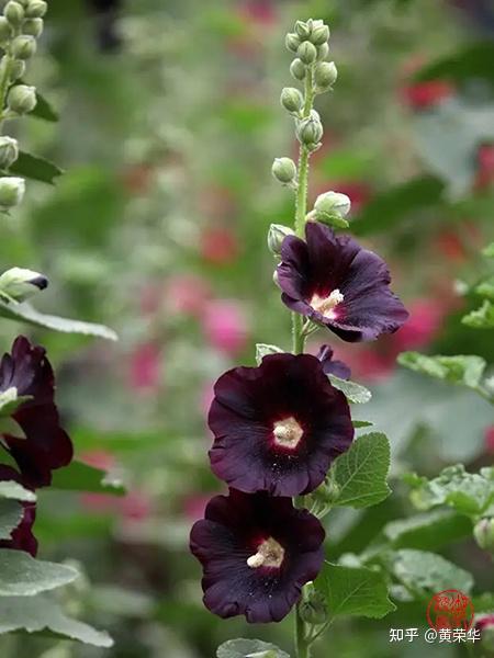 中国传统色彩 墨紫 Ai牛丝