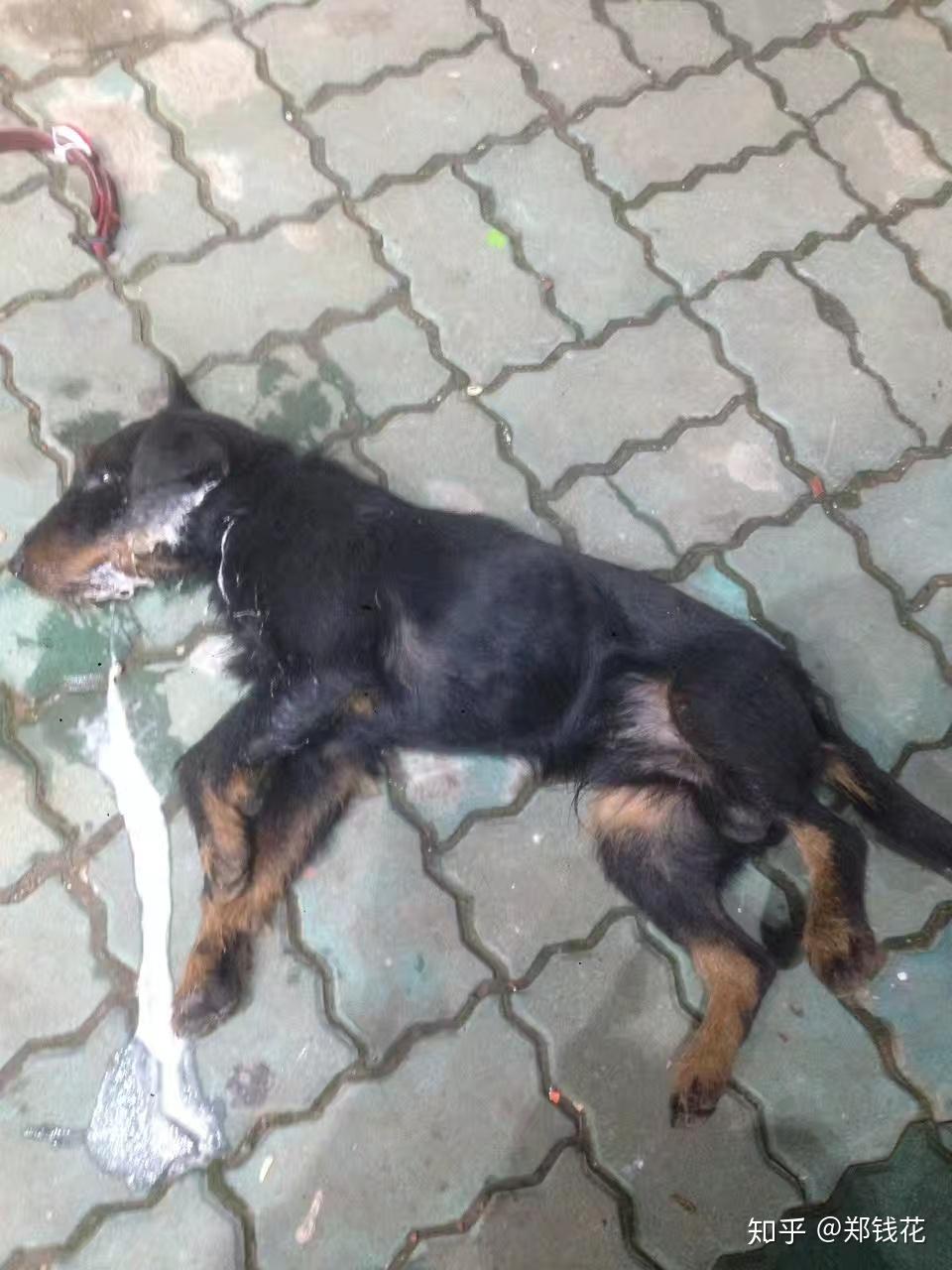 如何有效的防范不让狗吃老鼠药? - 知乎