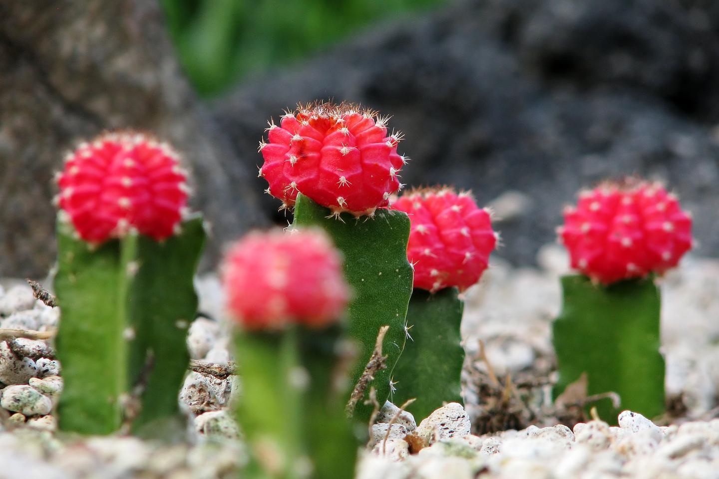 植培施 绯牡丹gymnocalycium Mihanovichii 多肉植物栽培手册 知乎 植培施 绯牡丹gymnocalycium Mihanovichii 多肉植物栽培手册 知乎
