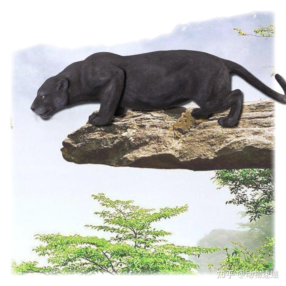 四川相传出现过霸王猇体型跟虎相似在500年前灭绝了